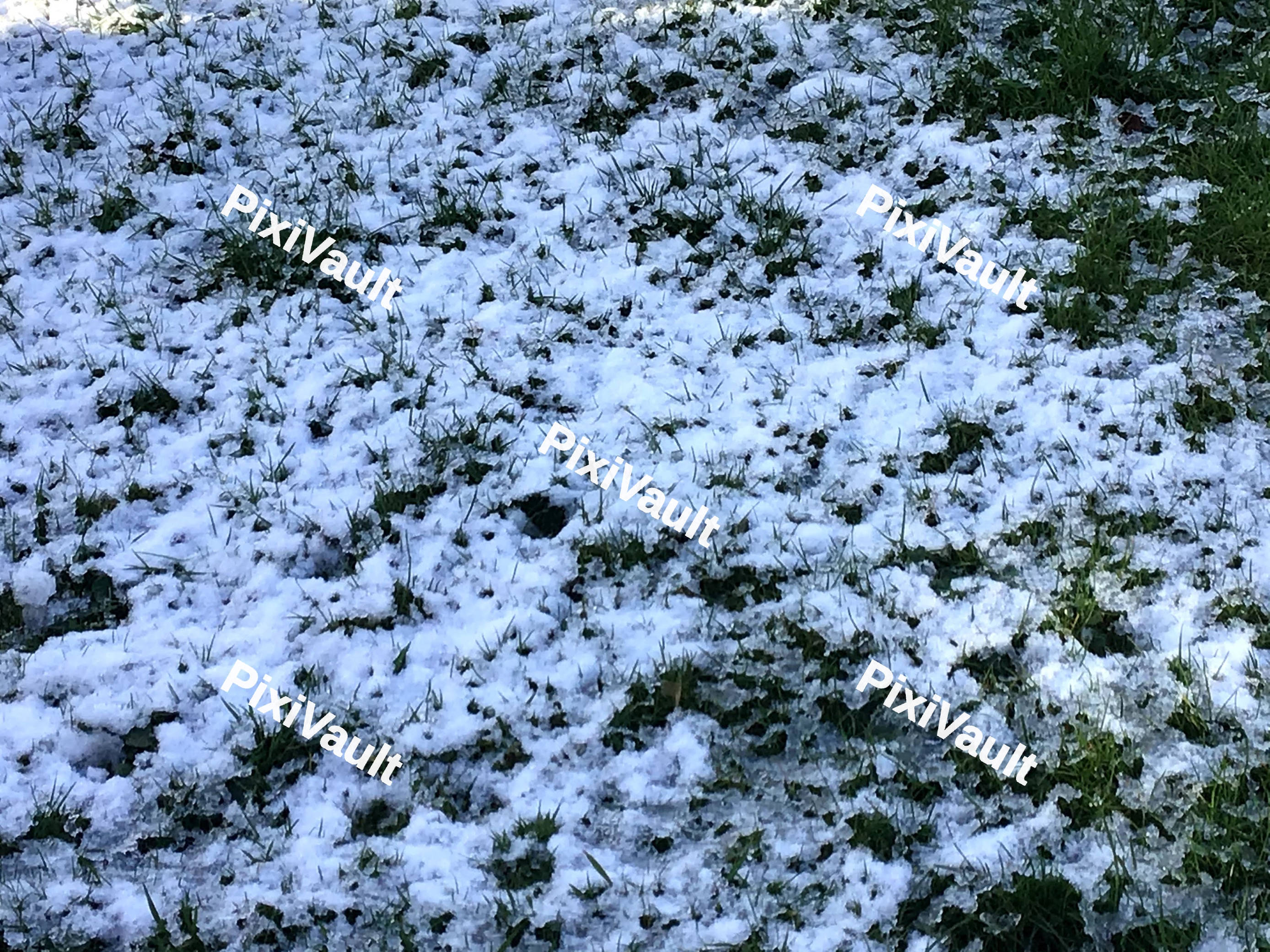 Snowy Grass